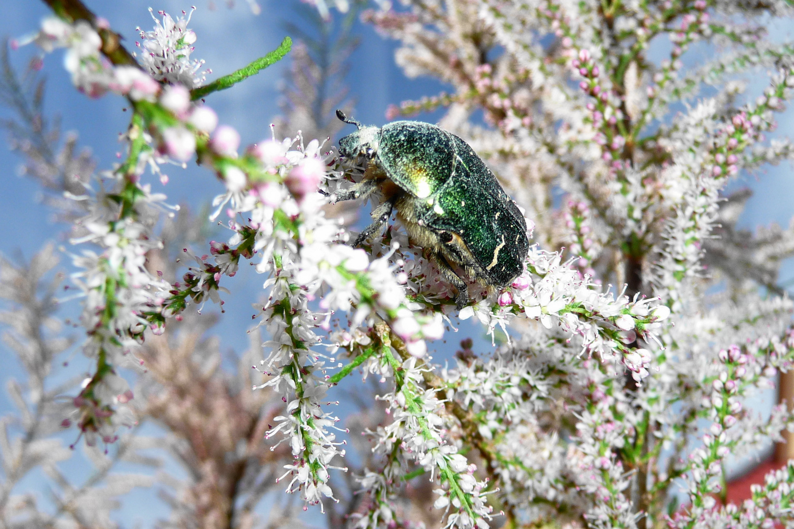 Rosenkäfer in Frühlingstamariske