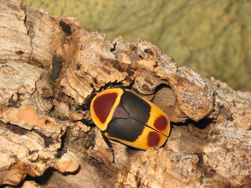 Rosenkäfer ... Kongo-Rosenkäfer (Pachnoda marginata)