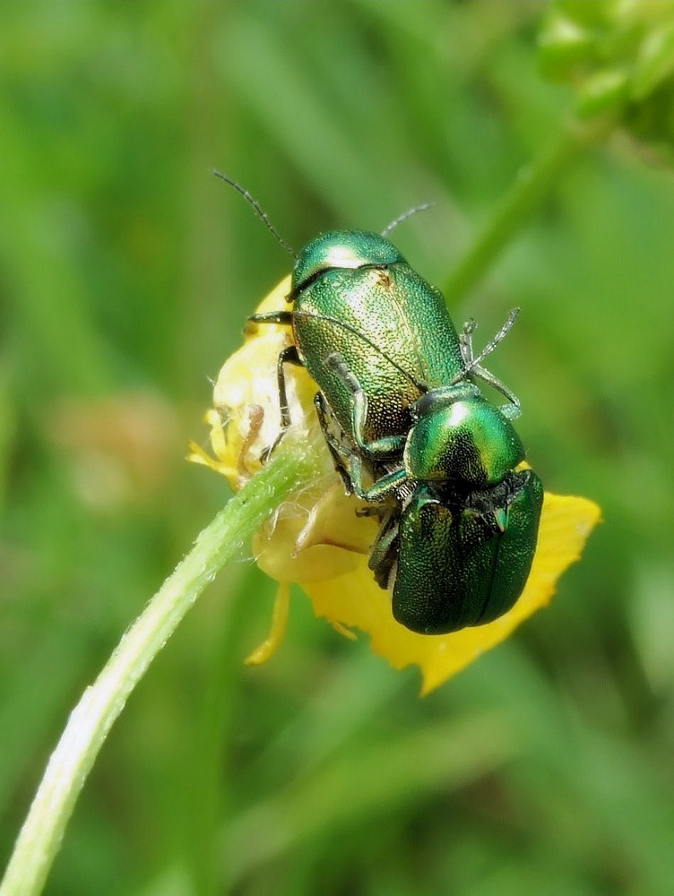 Rosenkäfer Liebespaar