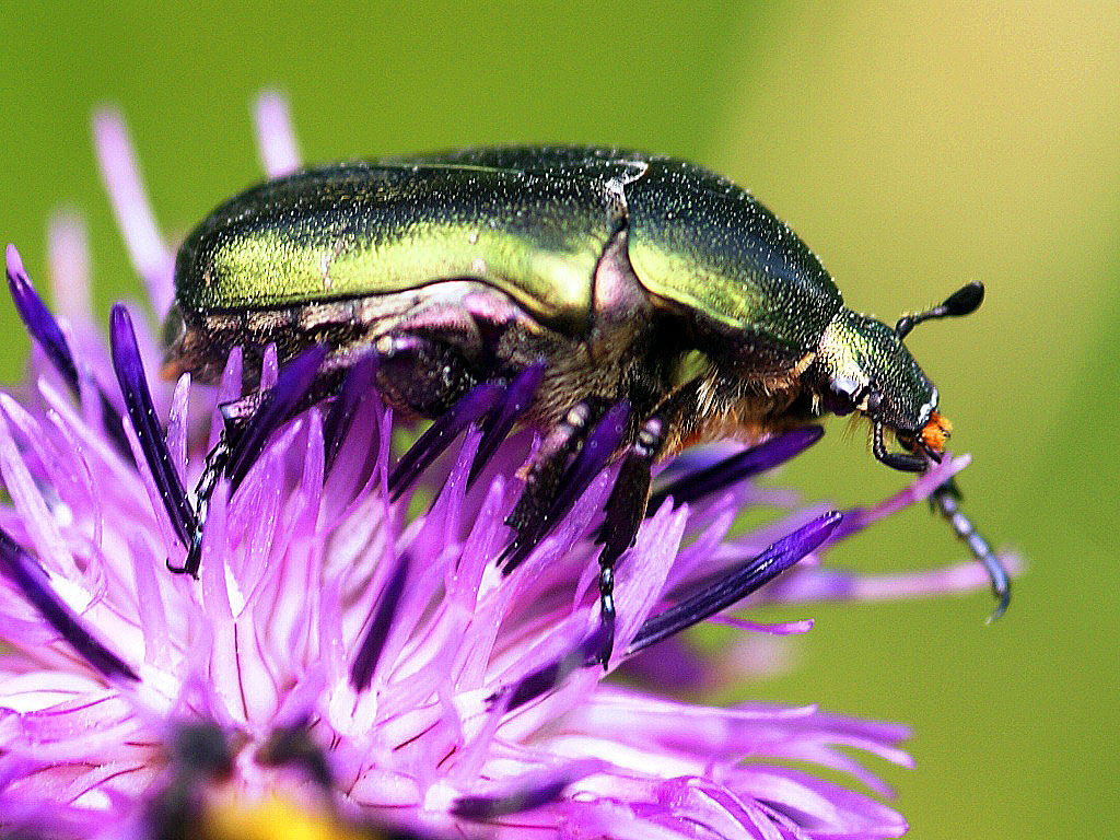 Rosenkäfer mit Beute