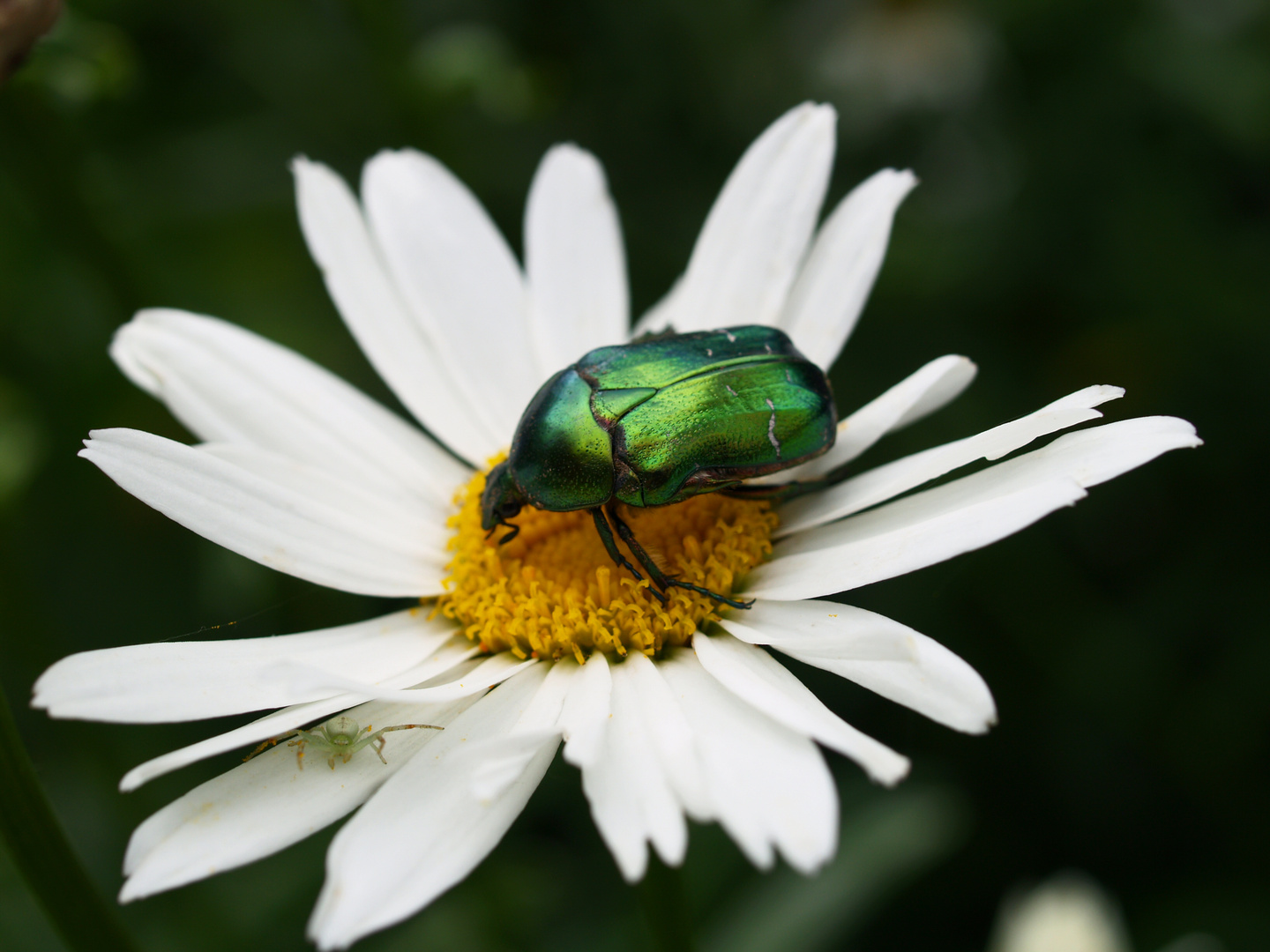 Rosenkäfer mit Krabbenspinne