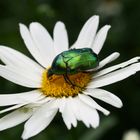 Rosenkäfer mit Krabbenspinne