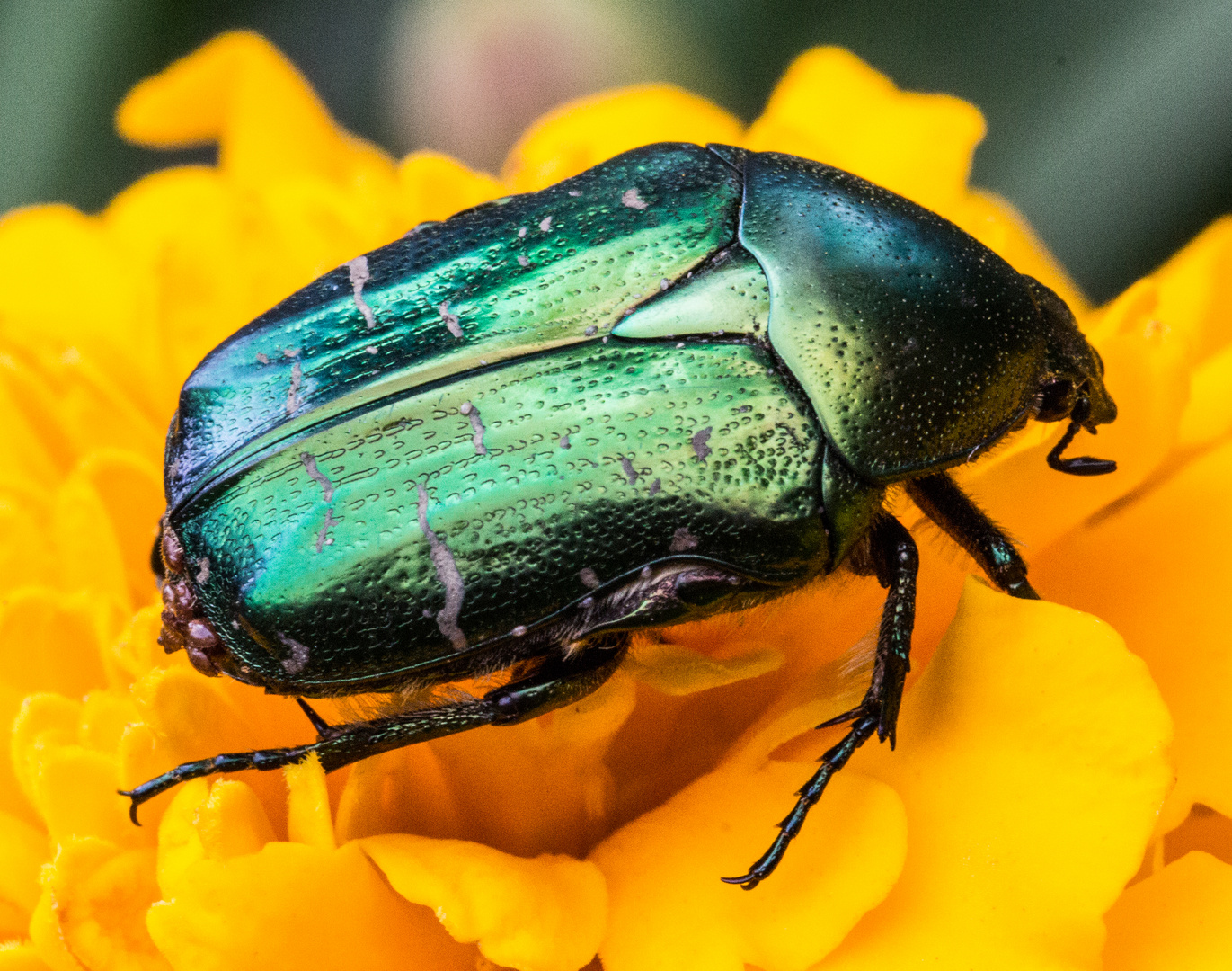 Rosenkäfer mit Parasitenbefall