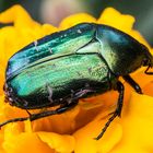 Rosenkäfer mit Parasitenbefall