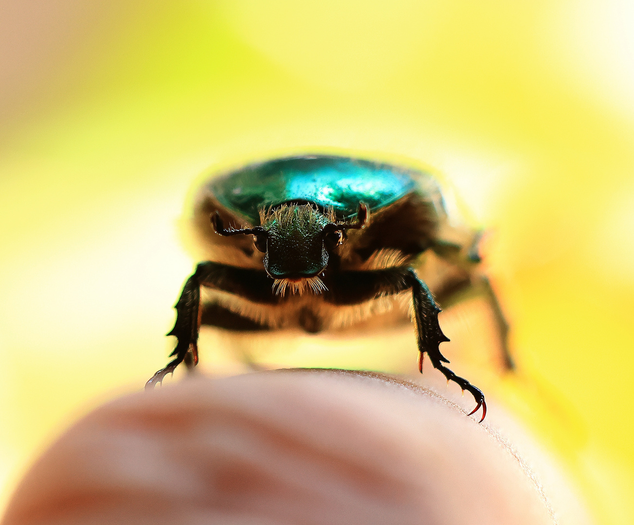 Rosenkäfer (Protaetia aeruginosa) auf Finger