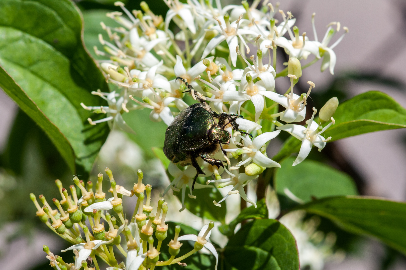 Rosenkäfer (Protaetia aeruginosa)