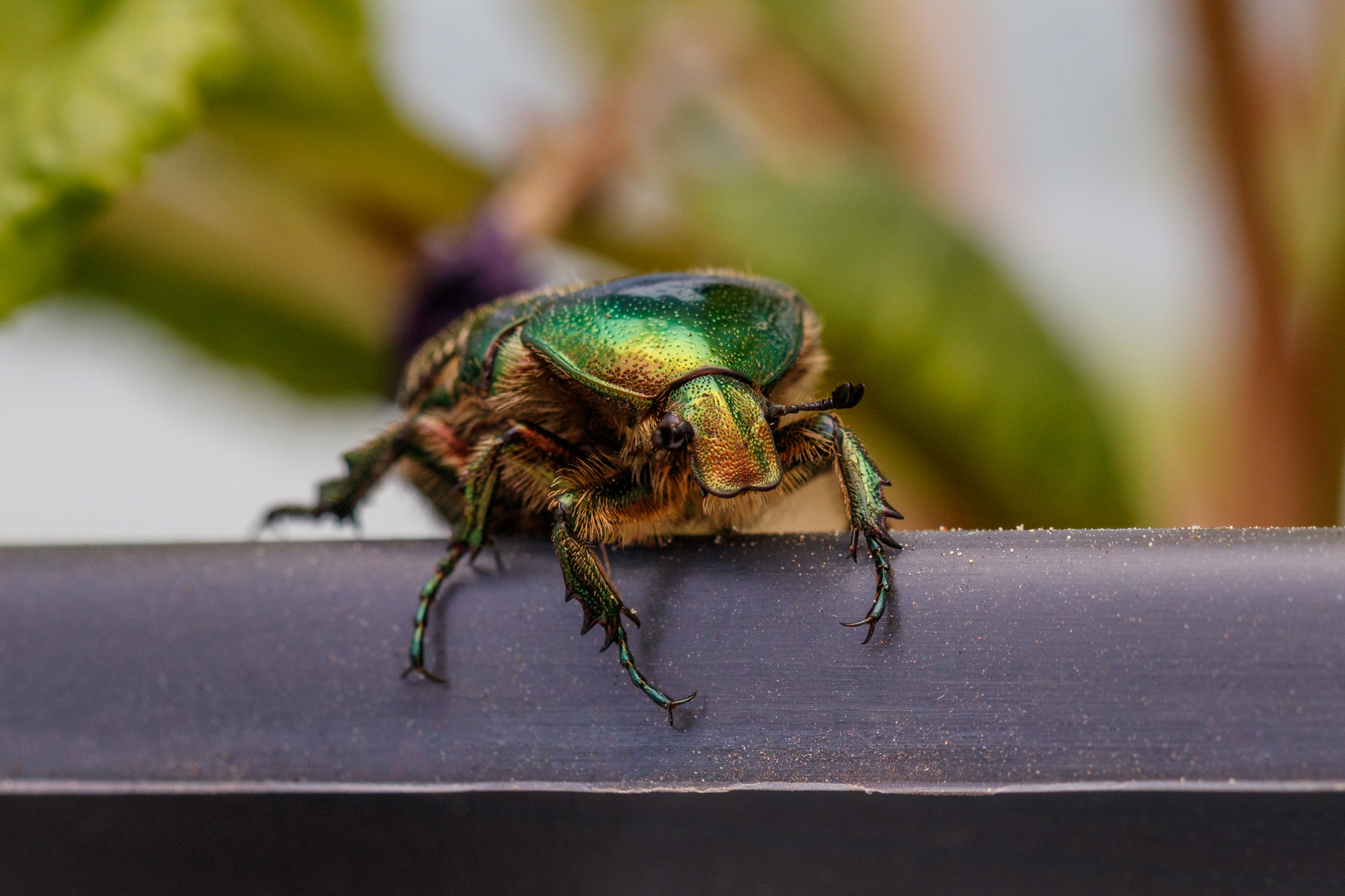 Rosenkäfer // Rose Beetle