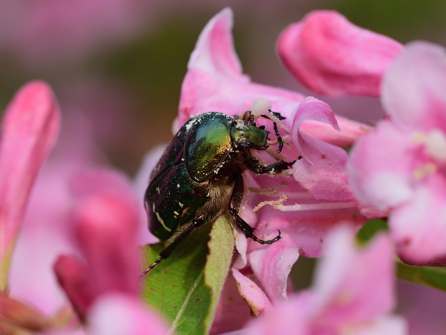 Rosenkäfer Rose Beetle