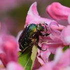 Rosenkäfer Rose Beetle