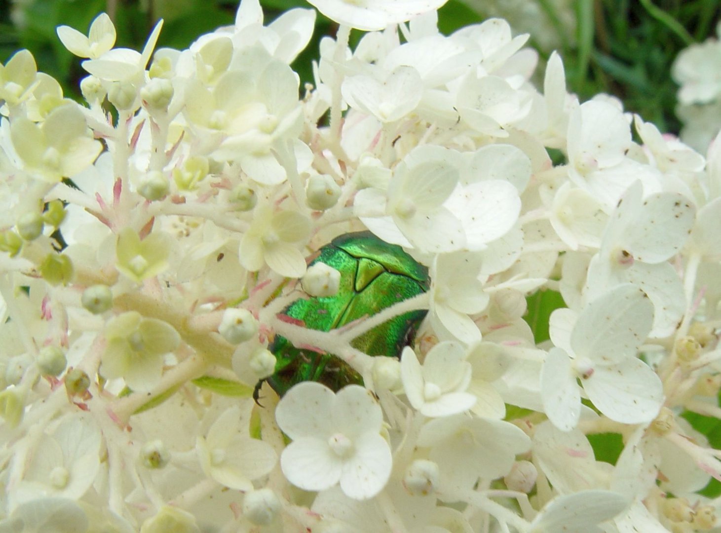 Rosenkäfer schlief & ruhte Tage-lang in meiner Waldhortensie Annabelle