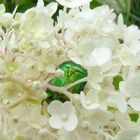 Rosenkäfer schlief & ruhte Tage-lang in meiner Waldhortensie Annabelle