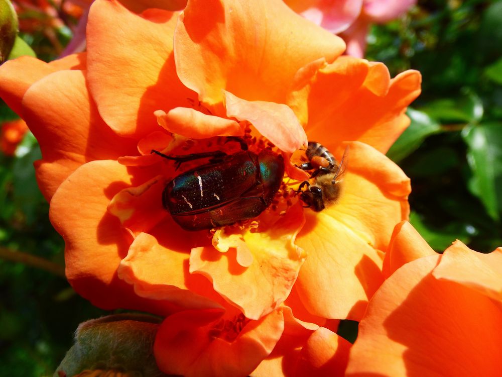 Rosenkäfer trifft Bienchen