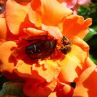 Rosenkäfer trifft Bienchen