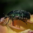 Rosenkäfer zu Besuch