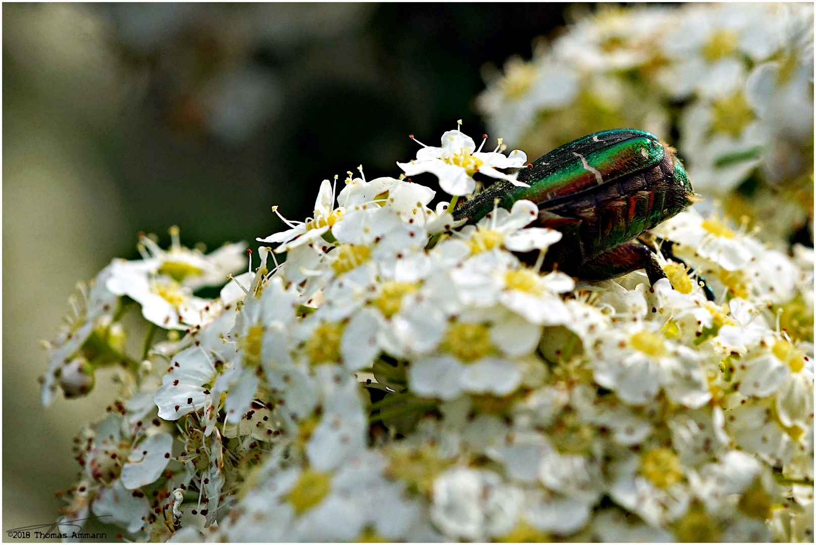 Rosenkäfer#2_180521