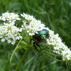 Rosenkäfer/Bibernellen-Blütenkäfer