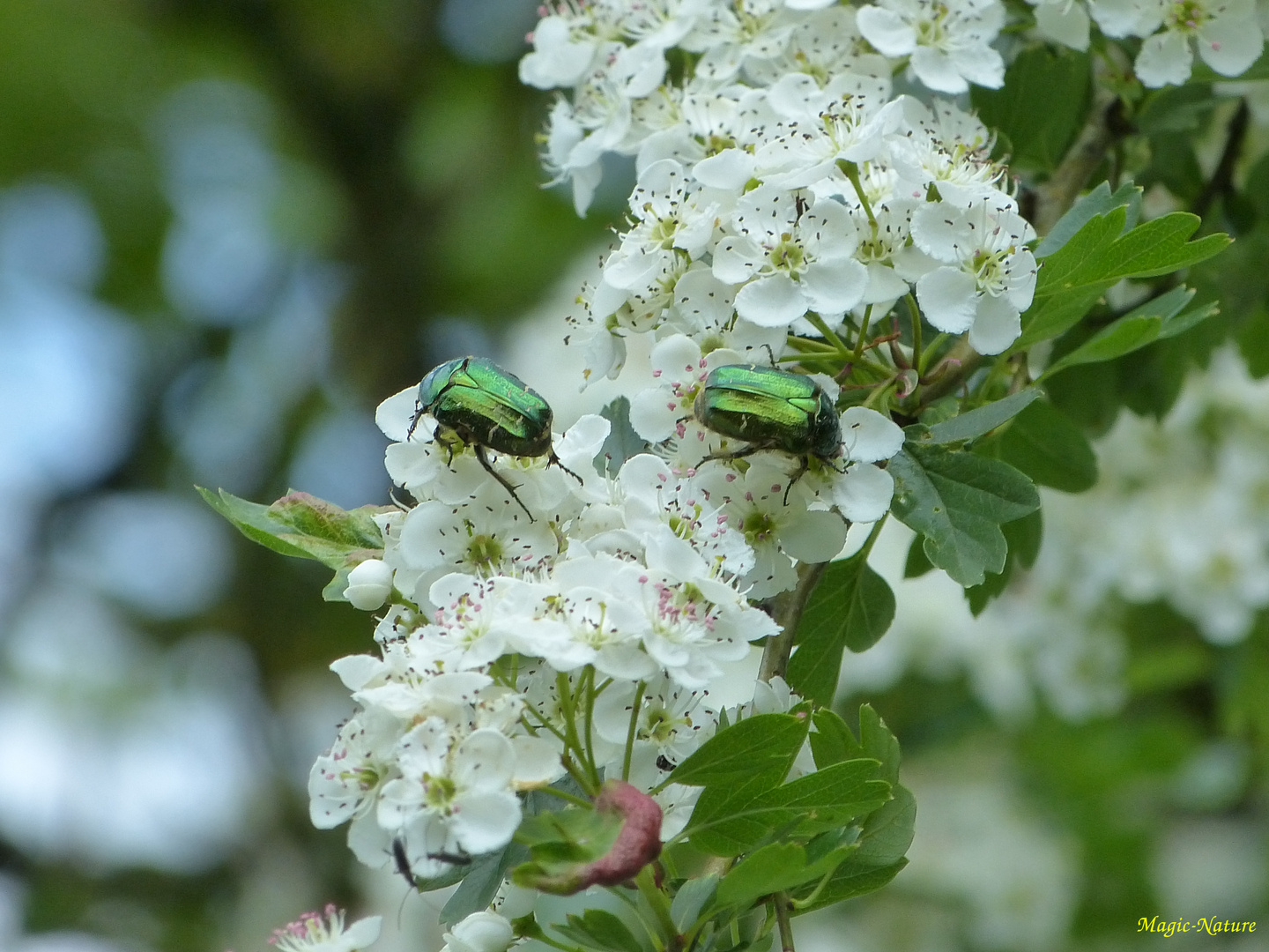 Rosenkäferpärchen