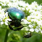 Rosenkäfer/Zweifleckiger Warzenkäfer