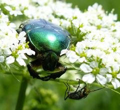 Rosenkäfer/Zweifleckiger Warzenkäfer