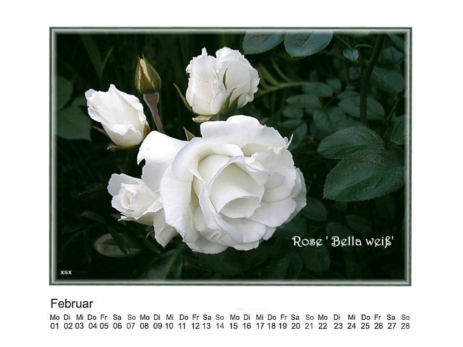 Rosenkalender Februar 2010