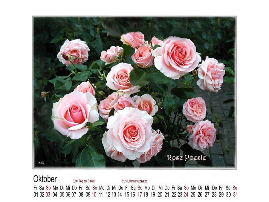 Rosenkalender Oktober 2010