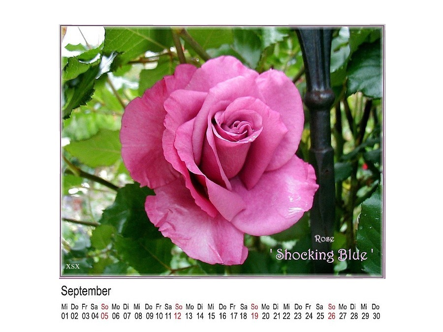 Rosenkalender September 2010