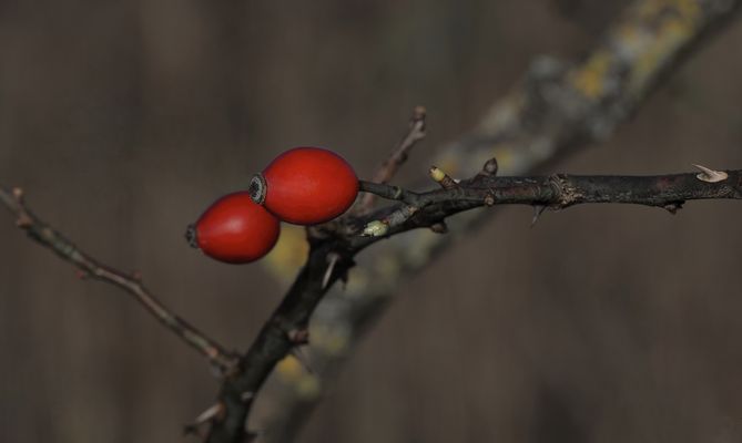 ROSENKINDER IM HERBST