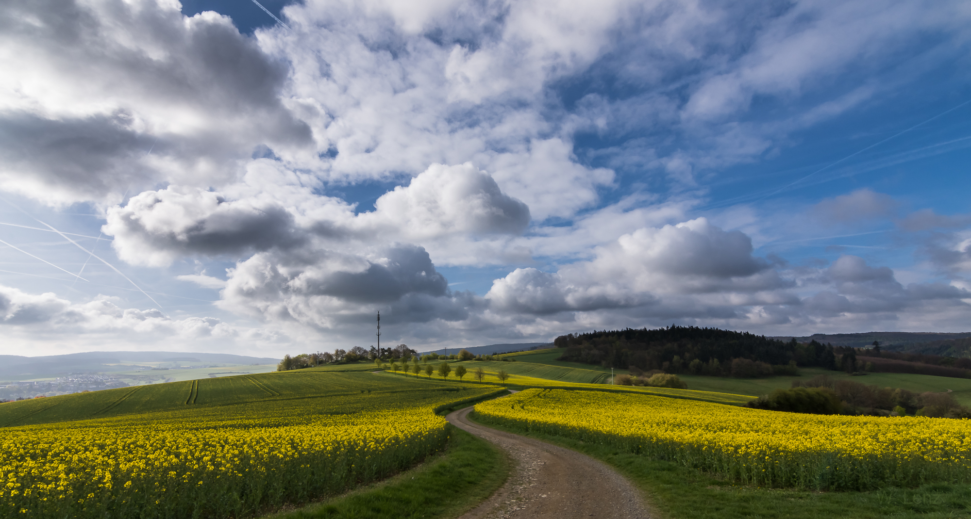 Rosenkippel im Raps