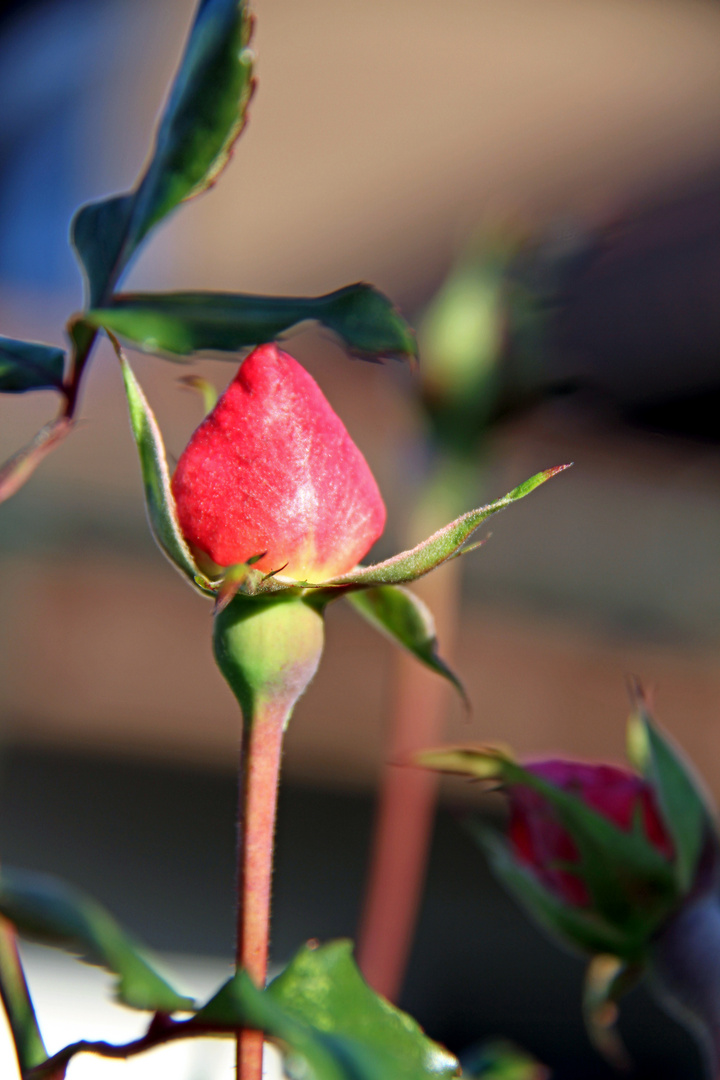 Rosenknospe blüht in meinem Garten Foto & Bild fotos, natur