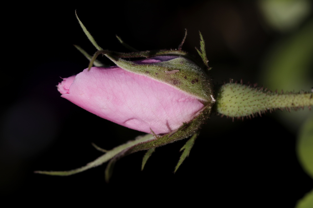 Rosenknospe im Abendlicht