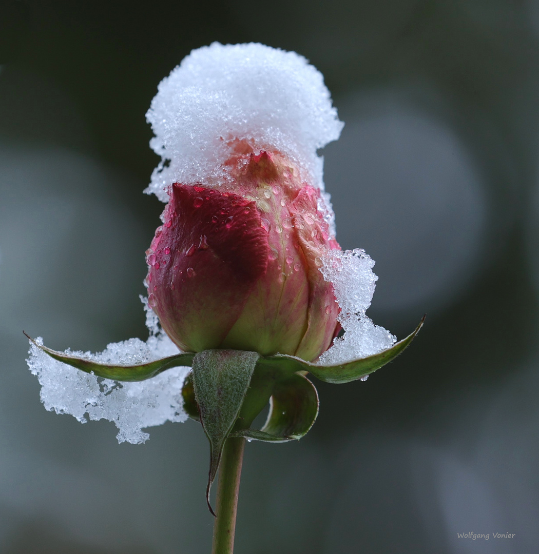 Rosenknospe im ersten Schnee am 1. Dezember