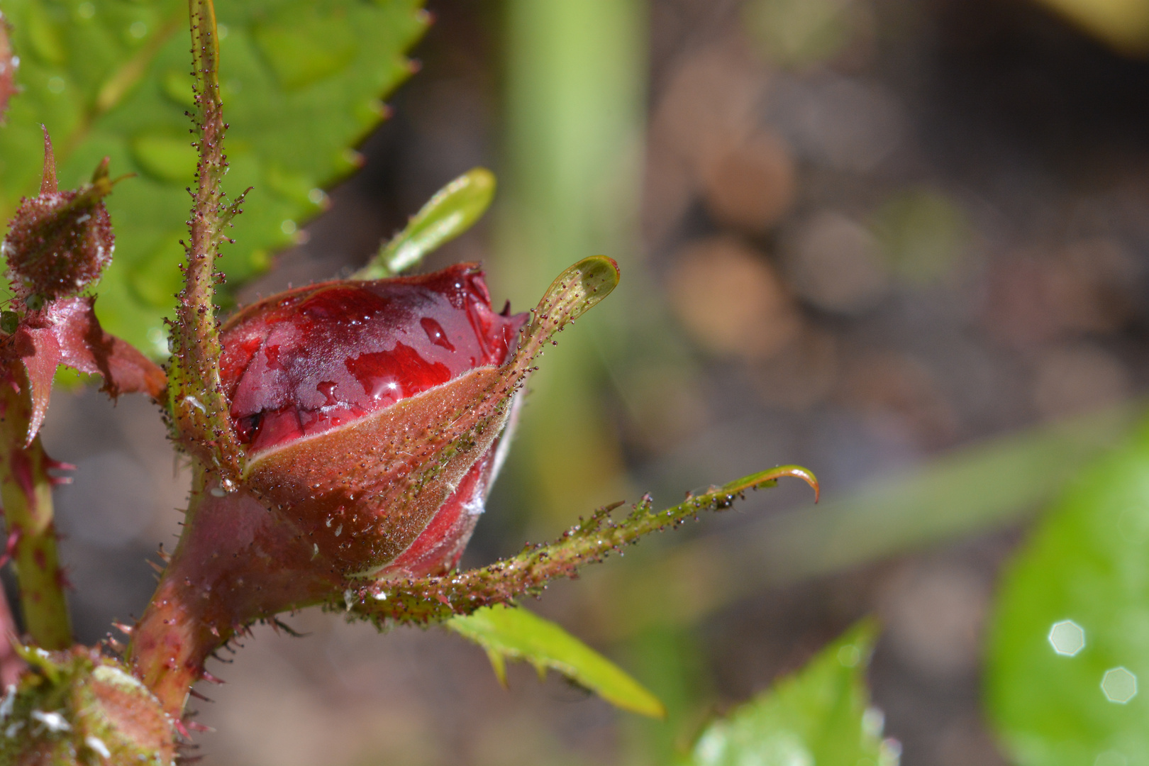 Rosenknospe im Garten