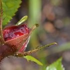 Rosenknospe im Garten