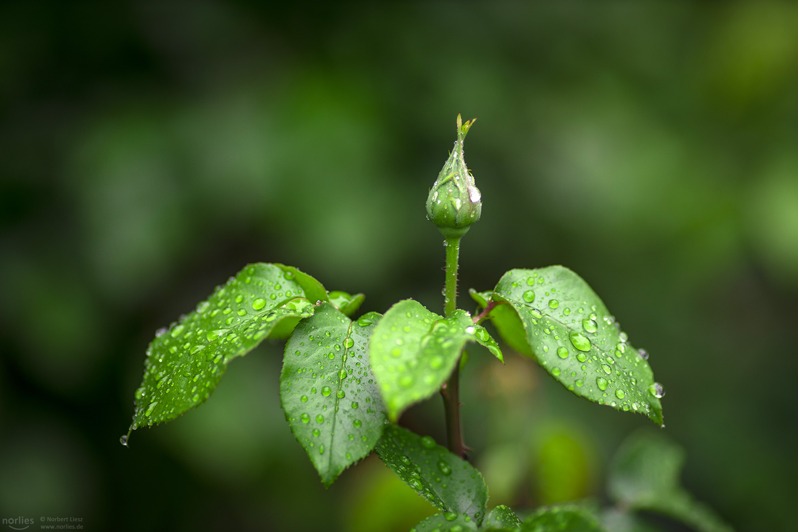 Rosenknospe im Regen