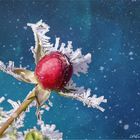 Rosenknospe im Schnee