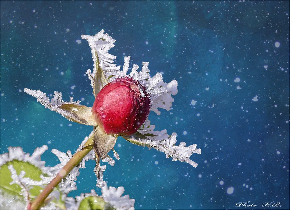 Rosenknospe im Schnee