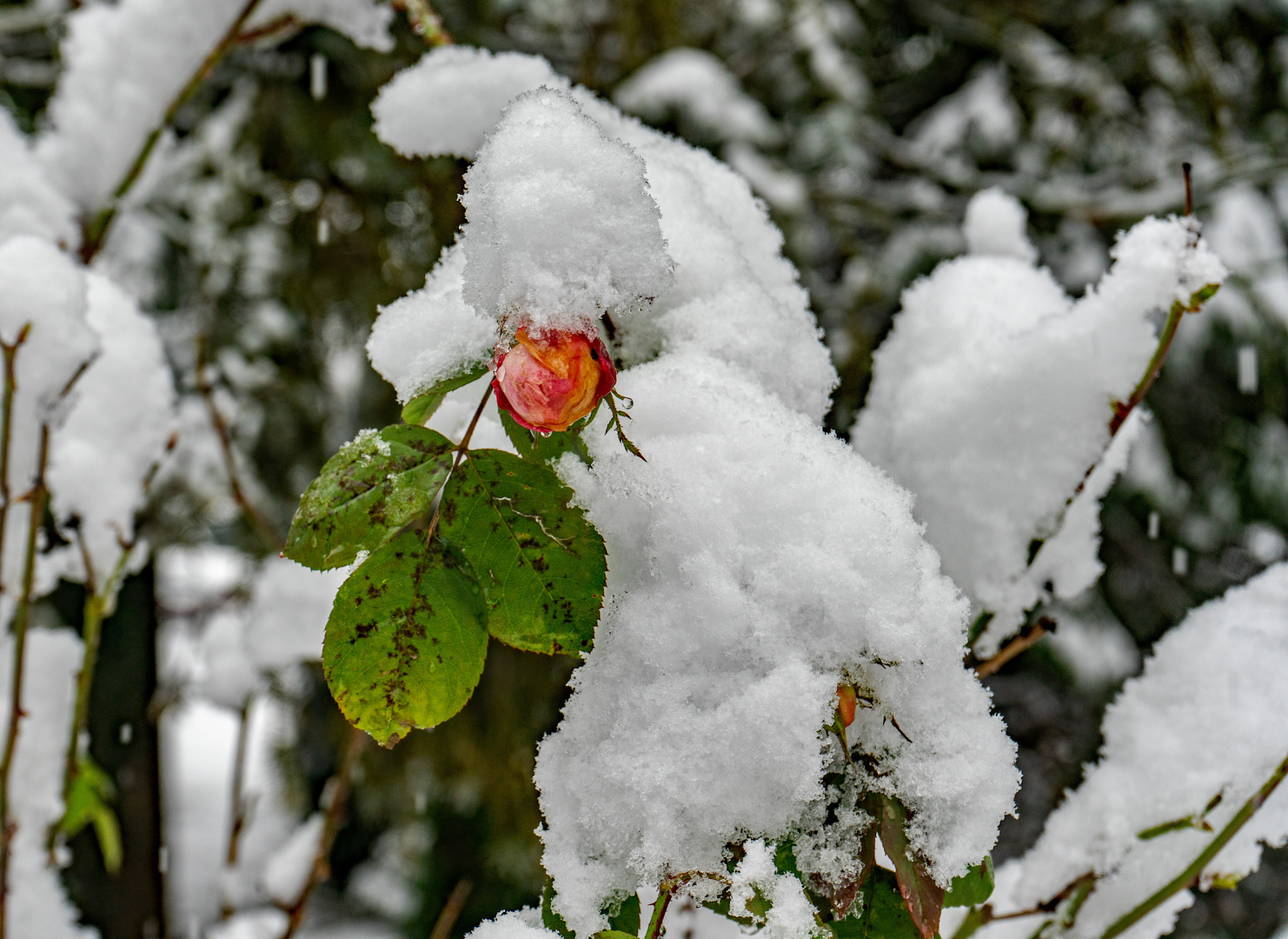 Rosenknospe im Schnee 