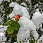 Rosenknospe im Schnee 