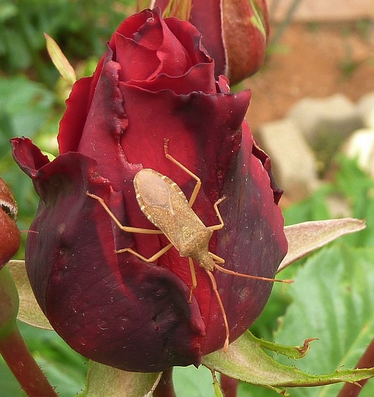 Rosenknospe mit Besuch