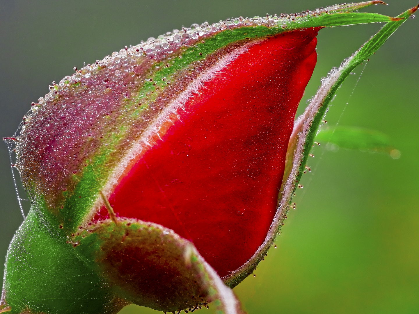 Rosenknospe mit Nebeltröpfchen