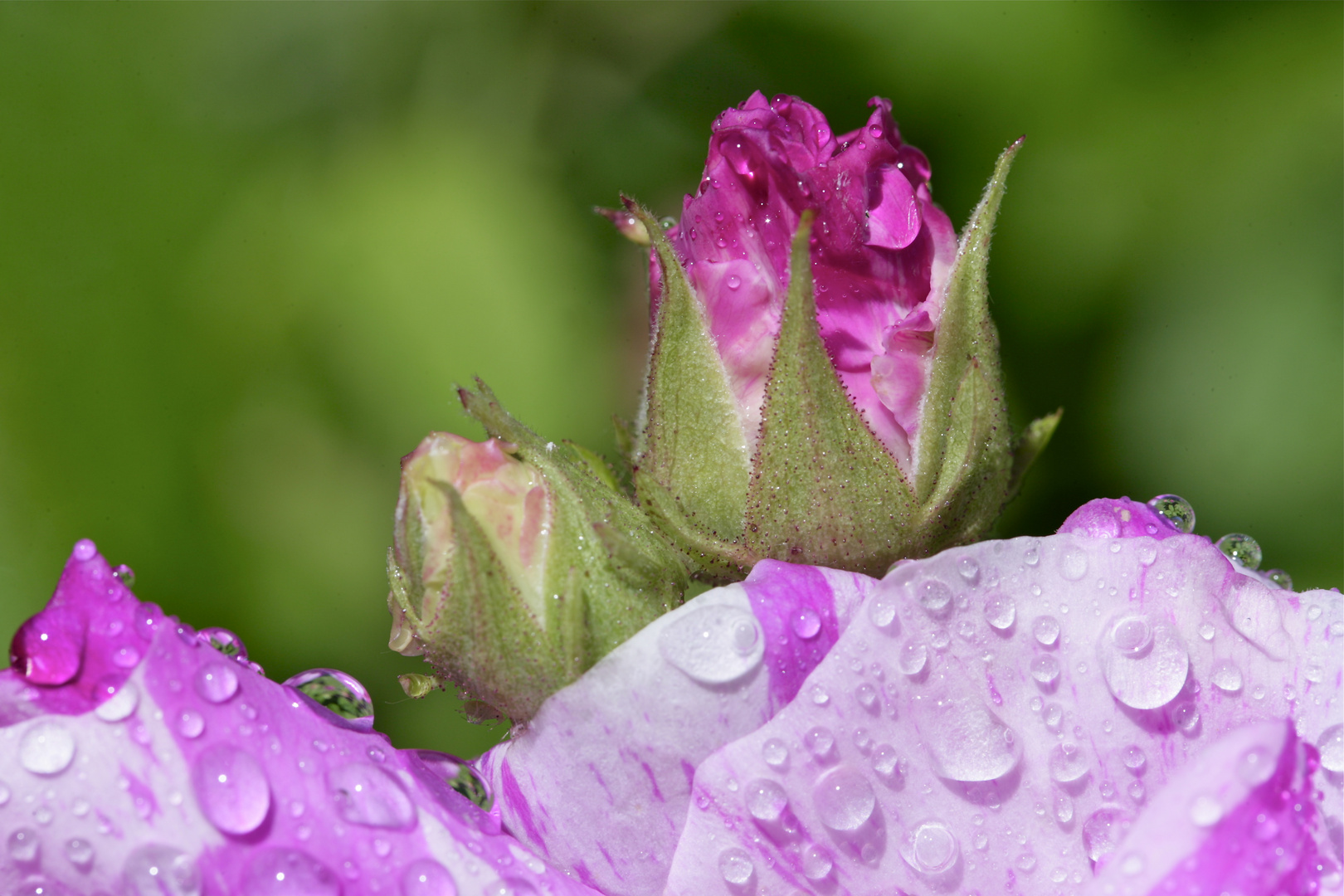 Rosenknospe mit Wassertropfen