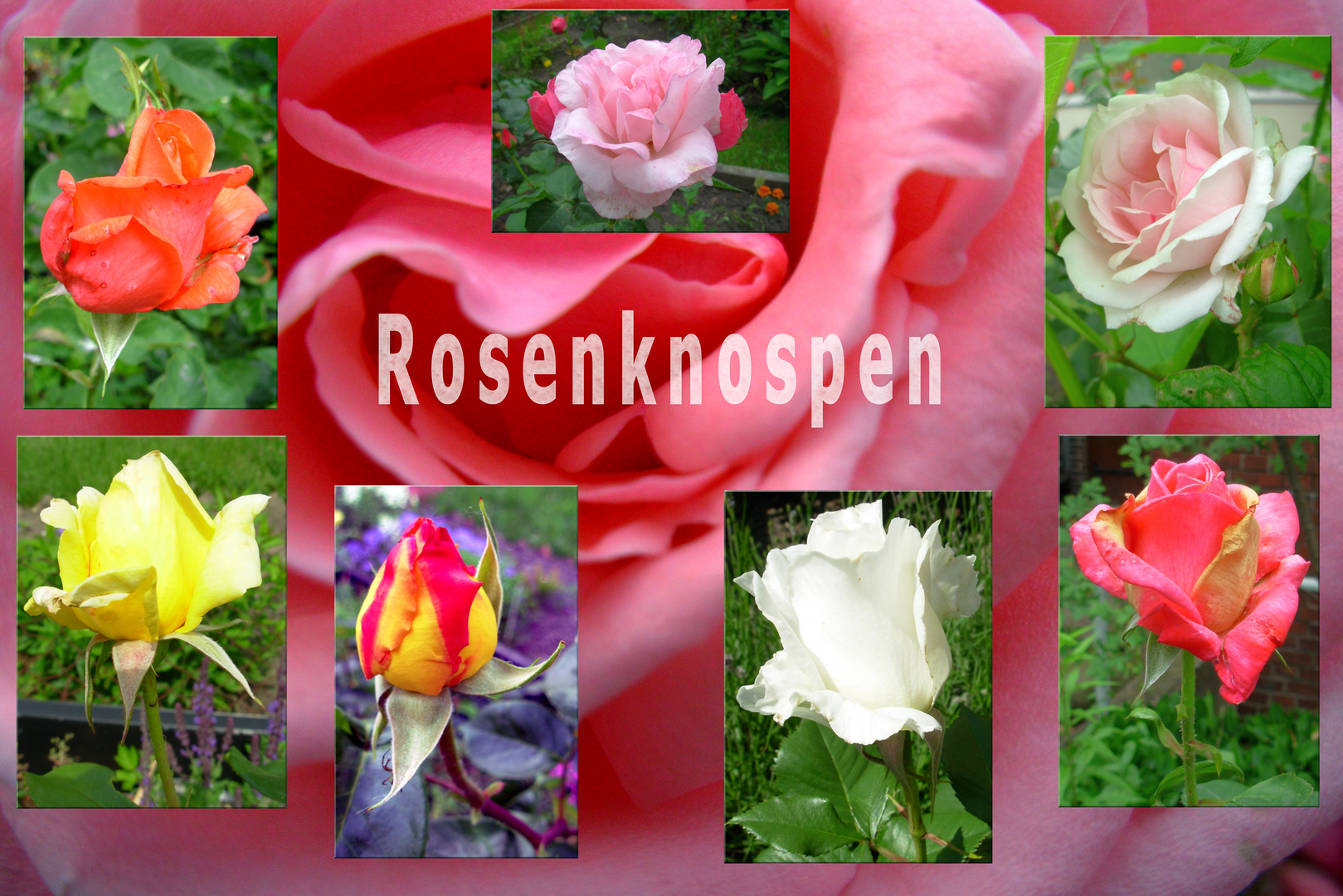 Rosenknospen