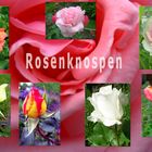 Rosenknospen