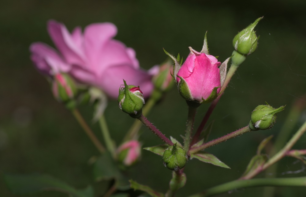 Rosenknospen