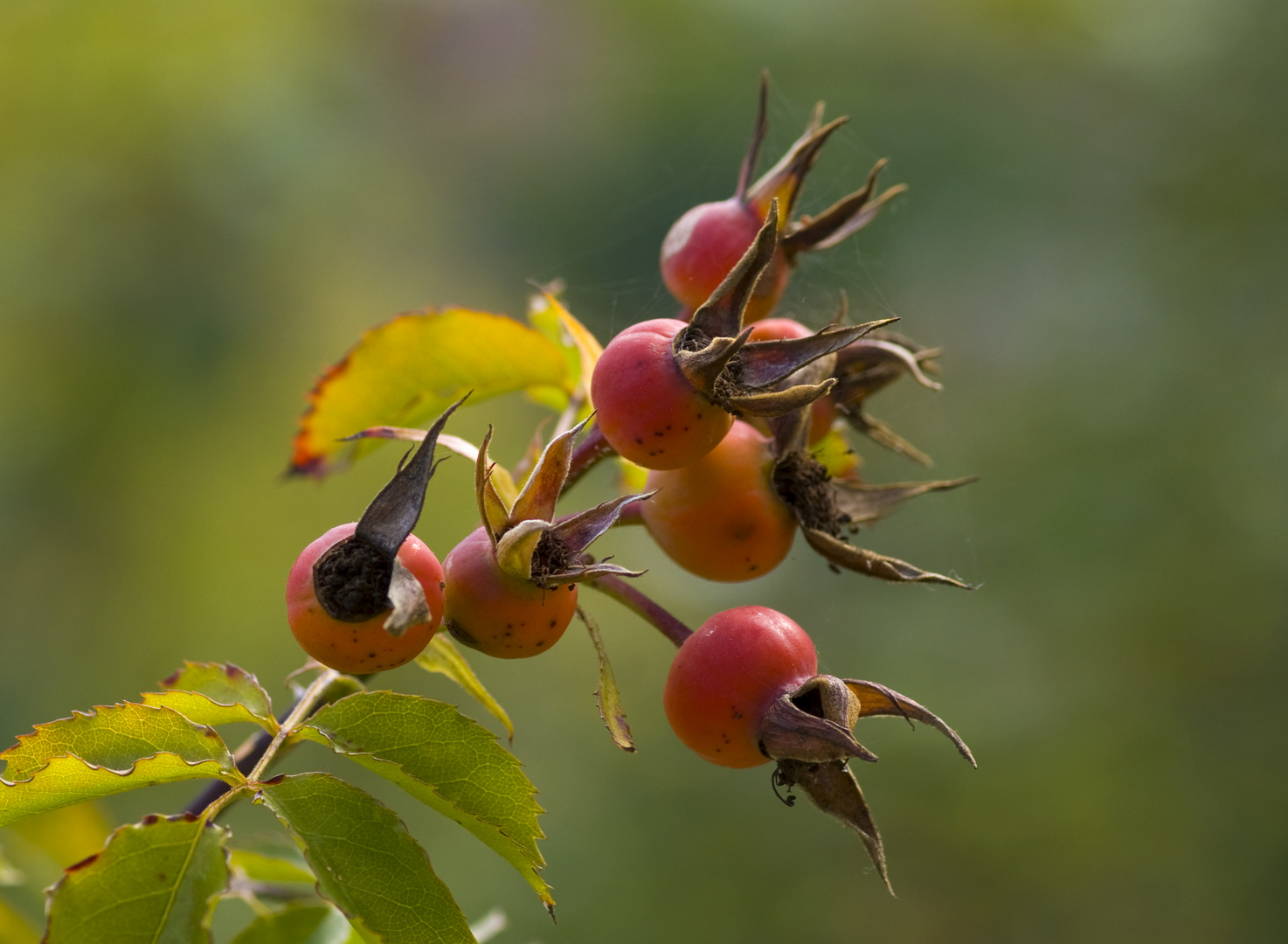 Rosenknospen