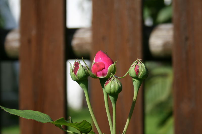 Rosenknospen am Gartenzaun