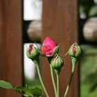 Rosenknospen am Gartenzaun