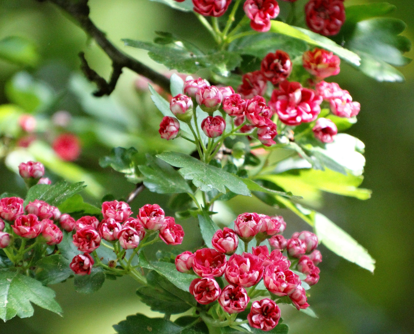 Rosenknospen ganz zart oder Schöne - Rotdorn ( Crataegus laevigata ,, Paul´s Scarlet )