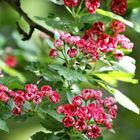 Rosenknospen ganz zart oder Schöne - Rotdorn ( Crataegus laevigata ,, Paul´s Scarlet )