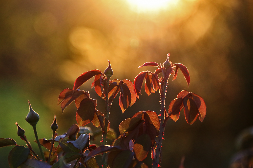 Rosenknospen im abendlichen Gegenlicht